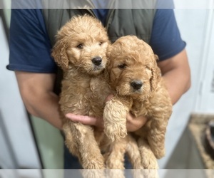 Goldendoodle Puppy for Sale in DIAMOND, California USA