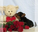 Small Photo #3 Yorkshire Terrier Puppy For Sale in LEBANON, PA, USA