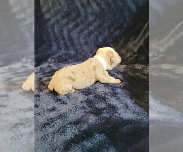 Medium Photo #3 Olde English Bulldogge Puppy For Sale in HAMLER, OH, USA