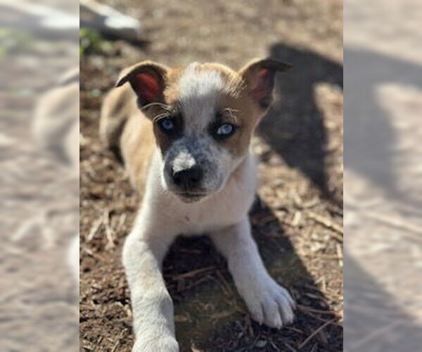 Medium Photo #1 Gerberian Shepsky Puppy For Sale in Fort Collins, CO, USA
