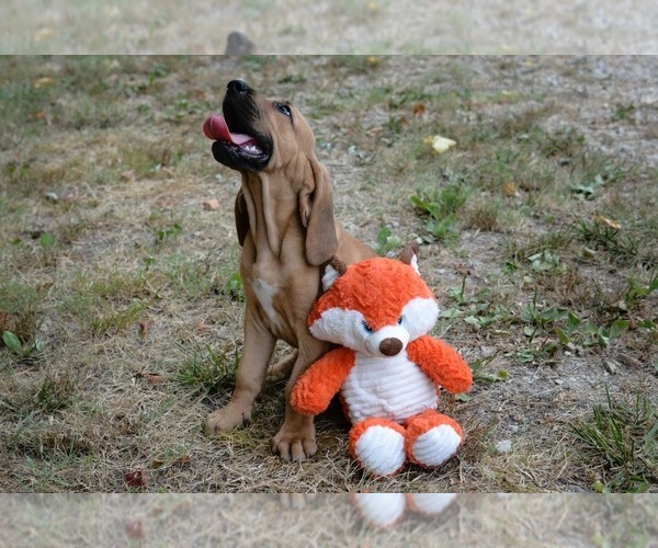 Medium Photo #24 Bloodhound Puppy For Sale in CORNING, AR, USA