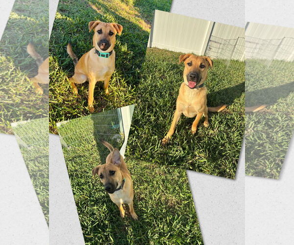 Medium Photo #1 Mutt Puppy For Sale in Naples, FL, USA
