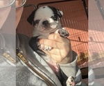Small #3 Pug