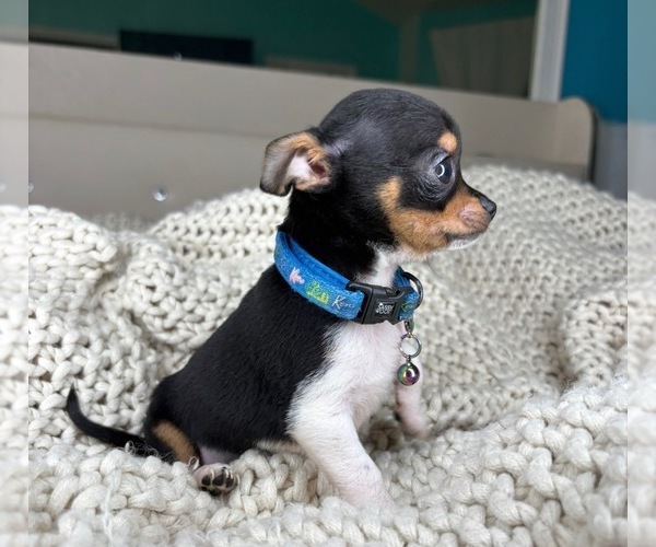 Medium Photo #7 Chihuahua Puppy For Sale in CHARLOTTE, NC, USA