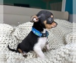 Small #6 Chihuahua