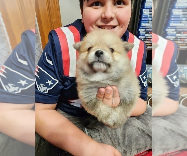 Medium Photo #3 Pomeranian Puppy For Sale in MIDDLEBORO, MA, USA