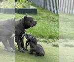 Cane Corso Pups - Male Cane Corso Puppy for Sale - Photo #4