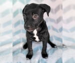 Small #6 American Pit Bull Terrier Mix