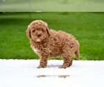 Small #2 Goldendoodle (Miniature)