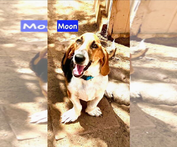 Medium Photo #3 Basset Hound-Unknown Mix Puppy For Sale in Vail, AZ, USA