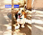 Small #2 Basset Hound Mix