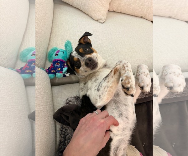 Medium Photo #2 Mutt Puppy For Sale in MIDWAY, UT, USA