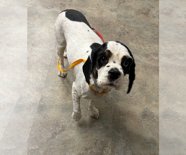 Medium Photo #2 Cocker Spaniel Puppy For Sale in Coralville, IA, USA