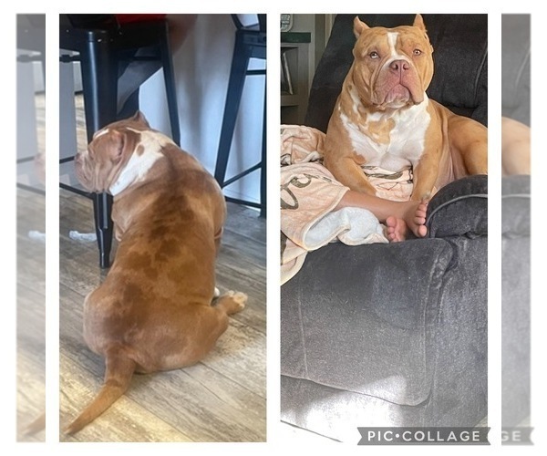 Medium Photo #1 American Bully Puppy For Sale in BLACKSBURG, SC, USA