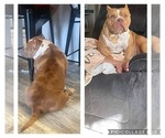 Small Photo #1 American Bully Puppy For Sale in BLACKSBURG, SC, USA