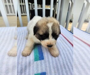 Great Pyrenees Puppy for sale in LANCASTER, SC, USA