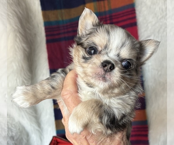 Medium Photo #4 Chihuahua Puppy For Sale in NEWVILLE, PA, USA