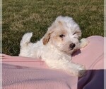 Small Photo #7 Maltipoo Puppy For Sale in FREDERICKSBURG, OH, USA