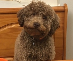 Father of the Poochon puppies born on 04/17/2025