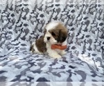 Small #5 Lhasa Apso