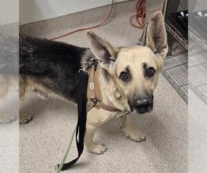 German Shepherd Dog Dogs for adoption in Bakersfield, CA, USA
