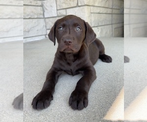 Labrador Retriever Puppy for sale in INDIANAPOLIS, IN, USA