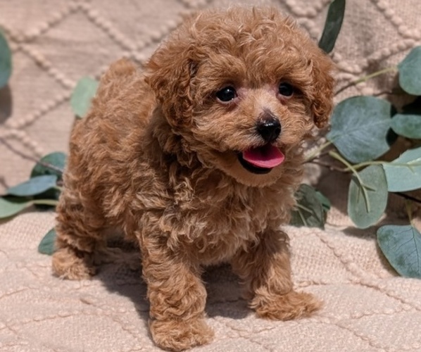 Medium Photo #18 Cockapoo Puppy For Sale in GOSHEN, IN, USA