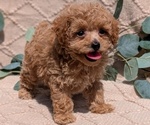 Small Photo #18 Cockapoo Puppy For Sale in GOSHEN, IN, USA