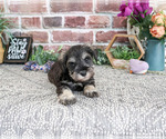 Small #4 Schnauzer (Miniature)