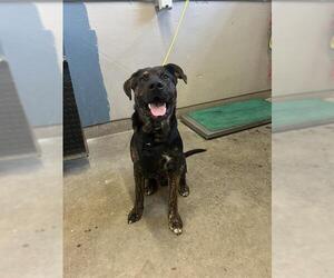 Rottweiler-American Pit Bull Terrier Dogs for adoption in Camarillo, CA, USA