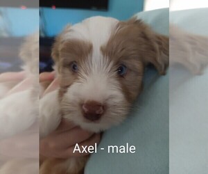 Aussiedoodle-Miniature Australian Shepherd Mix Puppy for sale in YADKINVILLE, NC, USA