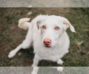 Mutt Dogs for adoption in Longview, WA, USA