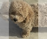 Small #3 Poodle (Miniature)