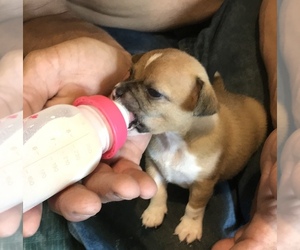 Chihuahua Puppy for sale in LITTLE SIOUX, IA, USA