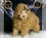 Small #6 Maltipoo