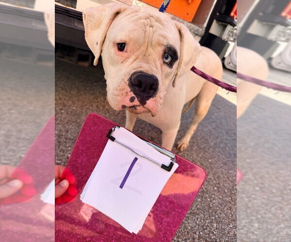 Medium Photo #3 Boxer Puppy For Sale in Dumont, NJ, USA