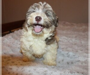 Havanese Puppy for sale in THAYER, KS, USA