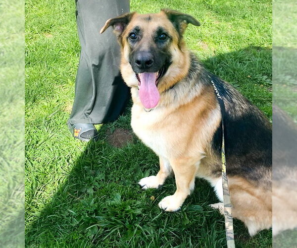 Medium Photo #3 German Shepherd Dog Puppy For Sale in Millburn, NJ, USA