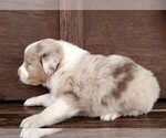 Small Photo #5 Australian Shepherd Puppy For Sale in JEROMESVILLE, OH, USA
