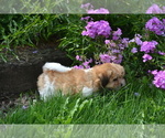Small #2 Mal-Shi