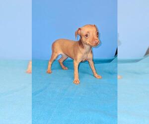 Miniature Pinscher Puppy for sale in SATSUMA, FL, USA