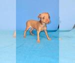 Small Miniature Pinscher