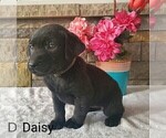 Small Photo #6 Labrador Retriever Puppy For Sale in CATO, NY, USA