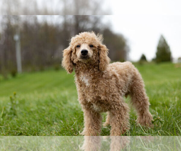 Medium Photo #11 Poodle (Toy) Puppy For Sale in WARSAW, IN, USA