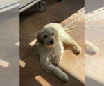 Small #2 Golden Retriever