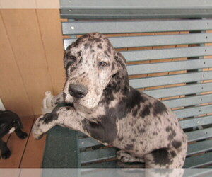 Great Dane Puppy for sale in ANN ARBOR, MI, USA
