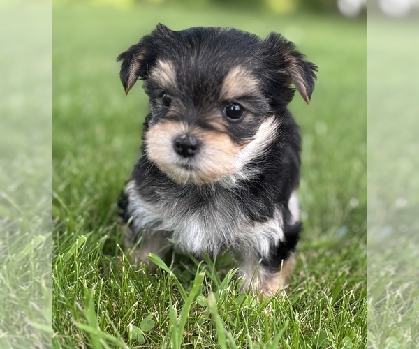 Medium Photo #5 Morkie Puppy For Sale in ROCK STREAM, NY, USA