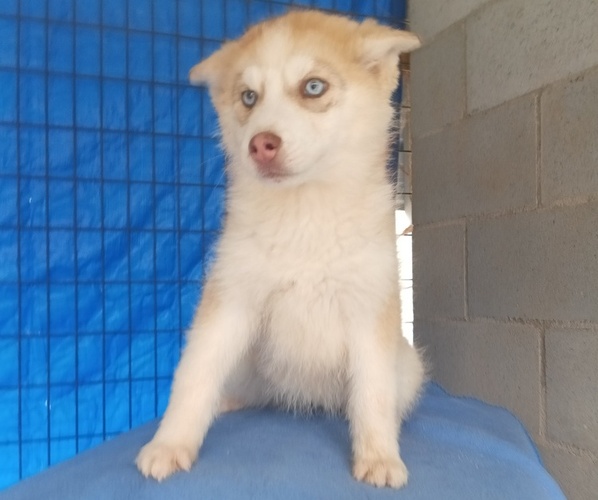 Medium Photo #1 Siberian Husky Puppy For Sale in GAFFNEY, SC, USA