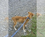 Small #8 Chiweenie