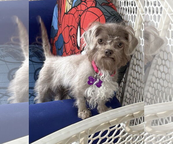 Medium Photo #2 Shih Tzu-Unknown Mix Puppy For Sale in Corona, CA, USA